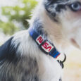Dog Gear Review - All rights reserved - doggearreview@gmail.com