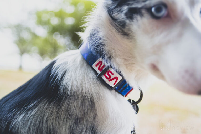 Dog Gear Review - All rights reserved - doggearreview@gmail.com