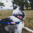 Dog Gear Review - All rights reserved - doggearreview@gmail.com