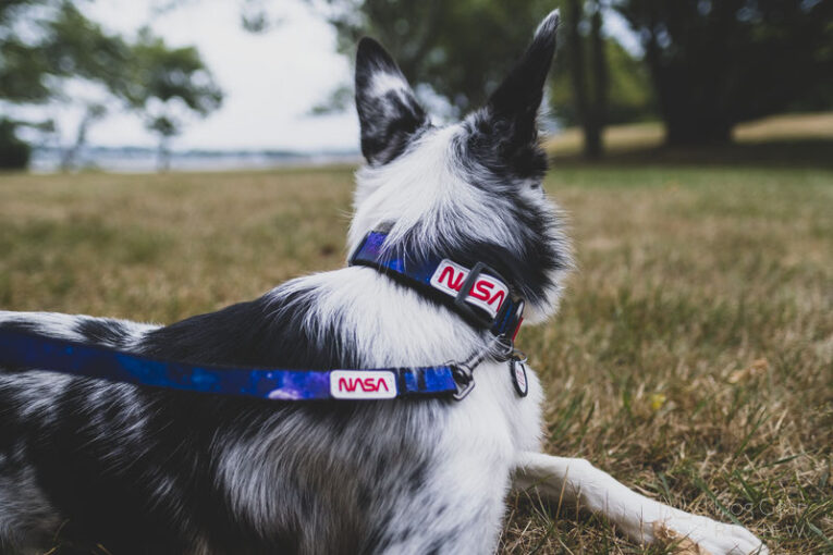 Dog Gear Review - All rights reserved - doggearreview@gmail.com