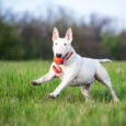 liker_line_dog_1