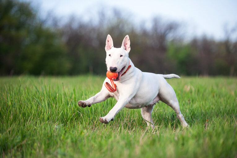 liker_line_dog_1