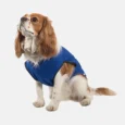 AncolDogCoolingCoat